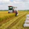 Terra Indígena Marãiwatsédé recebe mini colheitadeira para safra de arroz em Mato Grosso