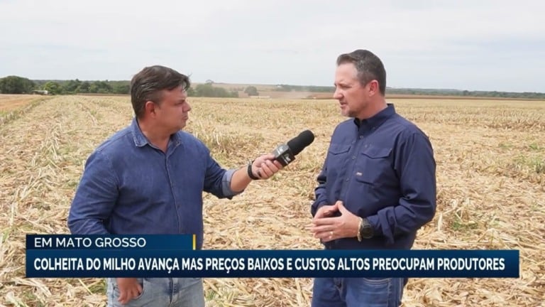 Colheita de milho em Mato Grosso inicia com desafios e incertezas