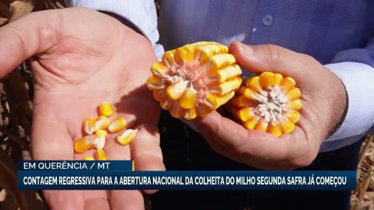 Querência-MT inicia contagem regressiva para colheita do milho segunda safra