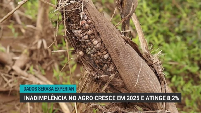 Inadimplência no agro atinge 8,2% entre produtores, revela Serasa Experian