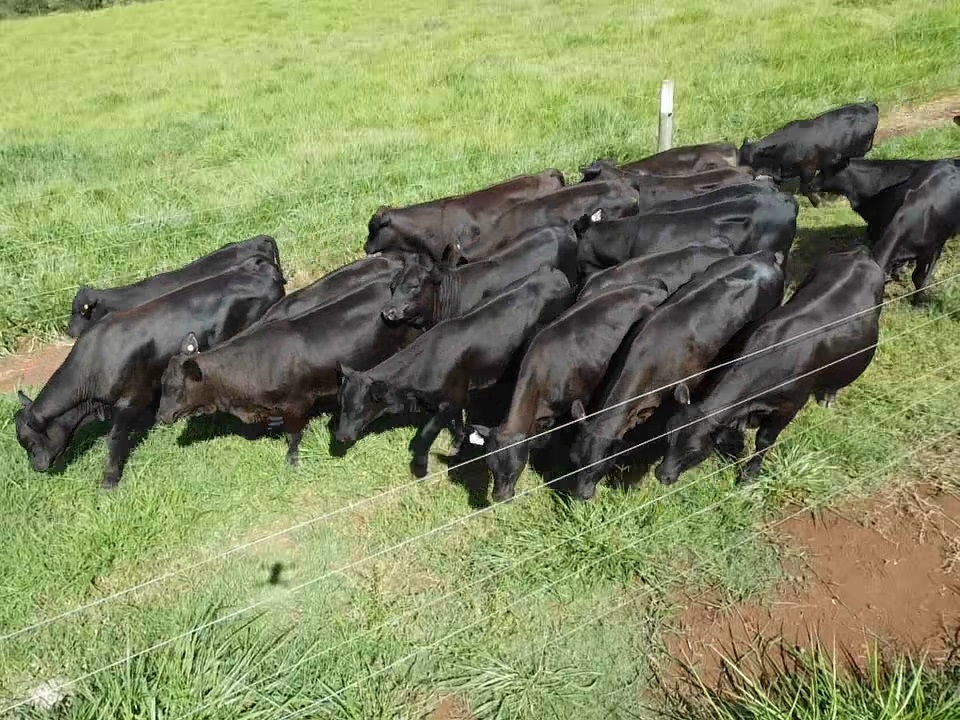 Senangus: nova raça aposta em carne premium e adaptação ao clima brasileiro