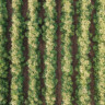 Agricultura regenerativa