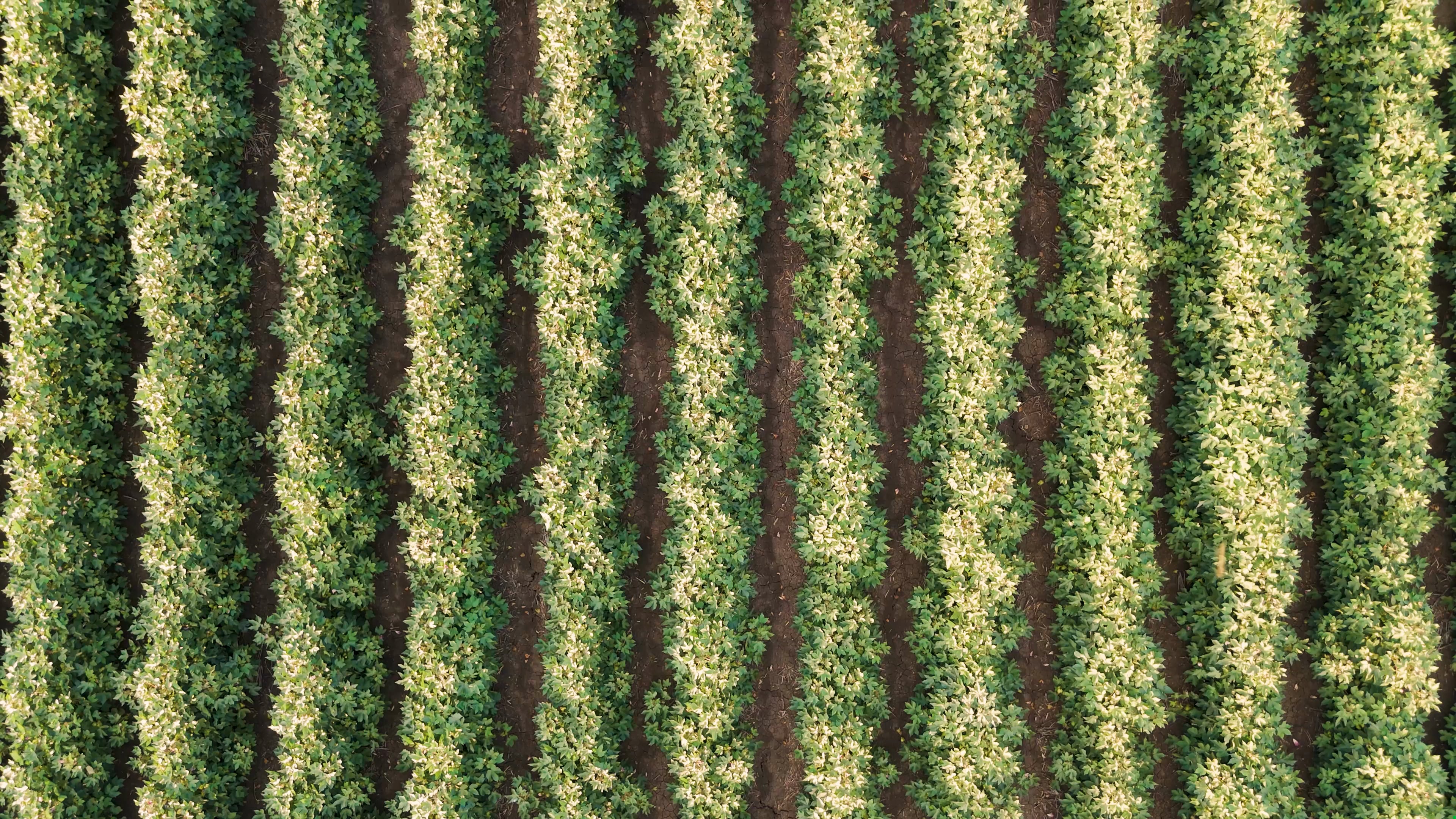 Agricultura regenerativa busca transformar práticas sustentáveis em renda