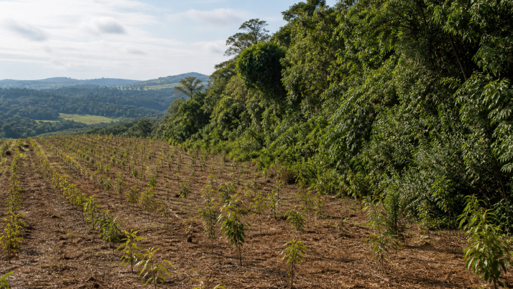 BNDES lança nova etapa do ProFloresta+ e busca mobilizar até R$ 6 bilhões BNDES lança nova etapa do ProFloresta+ e busca mobilizar até R$ 6 bilhões