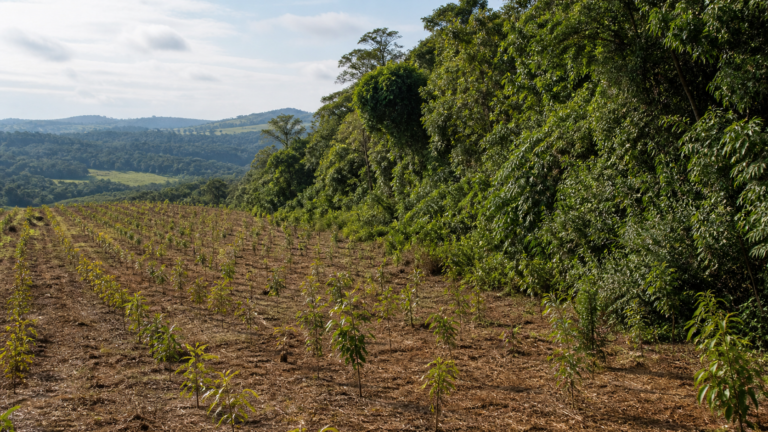 BNDES lança nova etapa do ProFloresta+ e busca mobilizar até R$ 6 bilhões
