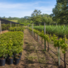 Câmara aprova projeto que amplia proteção de cultivares para até 25 anos