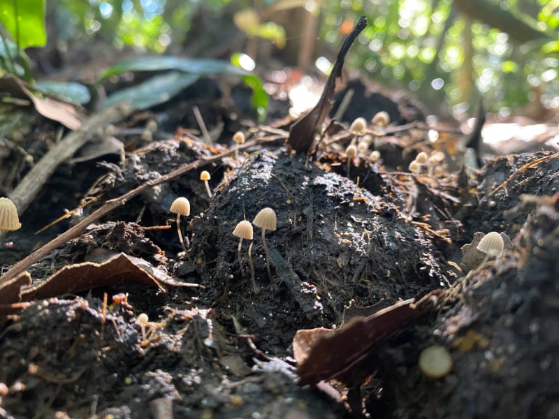 Antas, catetos, queixadas e veados são ‘engenheiros de ecossistemas’, afirma pesquisador