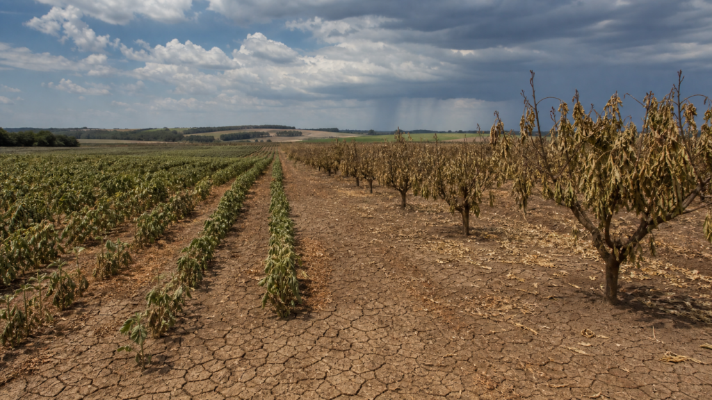 FGV estima perda de 7% a 10% em soja, milho, café e laranja com El Niño muito forte FGV estima perda de 7% a 10% em soja, milho, café e laranja com El Niño muito forte