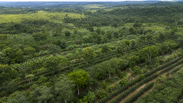 Política para sistemas agroflorestais avança em comissão da Câmara