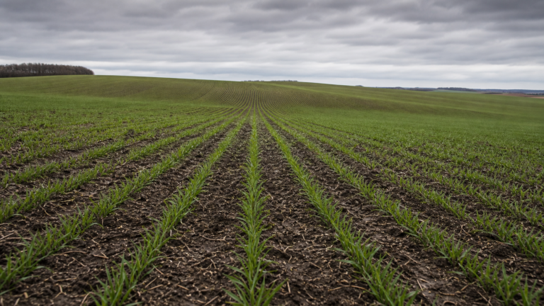 Semeadura do trigo atinge 83% da área prevista no Rio Grande do Sul