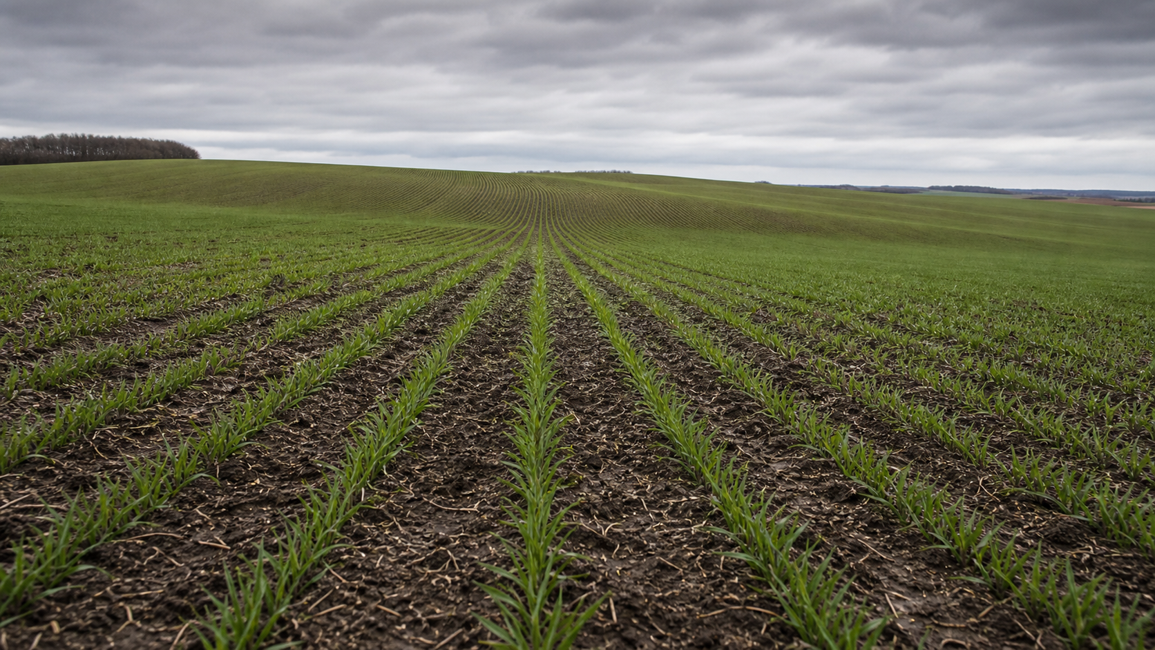 Semeadura do trigo atinge 83% da área prevista no Rio Grande do Sul