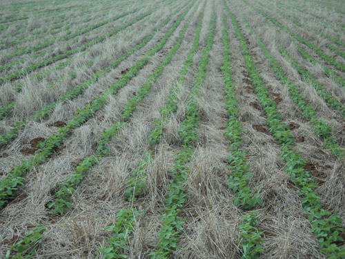 Solos com altas quantidades de matéria orgânica, ofertam enxofre, um nutriente fundamental para altos rendimentos de soja (Áureo Lantmann/Canal Rural)