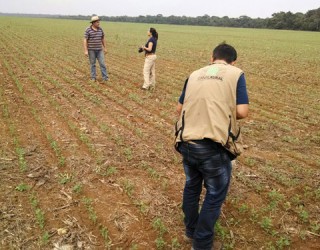 Produção/Canal Rural Produção/Canal Rural