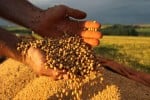 soja grão produção