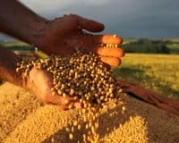 soja grão produção