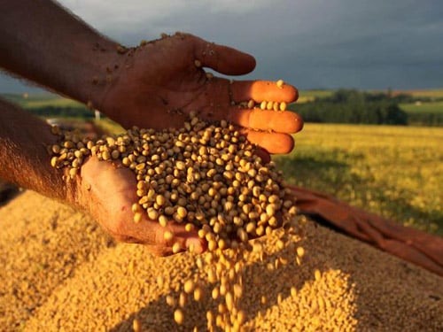 soja grão produção