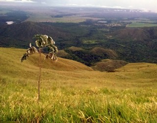 Fernanda Farias/Canal Rural