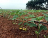 Cotilédones perdidos antecipadamente por falta de umidade (Áureo Lantmann/Arquivo Pessoal)