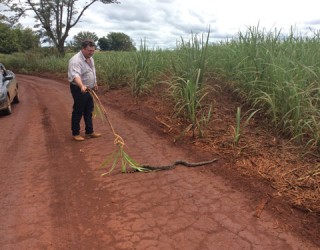 Mosca Branca não tem medo de cobra. Zé, pacientemente, toca a jibóia do meio da estrada, no caminho para a fazenda (Roberta Silveira/Canal Rural)