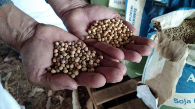 É possível notar a diferença entre uma semente mofada (à esquerda) e uma semente normal (à direita)  (Fernanda Farias/Canal Rural)