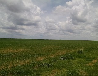 Registro da lavoura no final de novembro mostra bom desenvolvimento da lavoura feita para a solenidade (Débora Fabrício/Canal Rural)