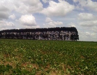 Lavoura feita especialmente para a solenidade apresenta boa evolução (Débora Fabrício/Canal Rural)
