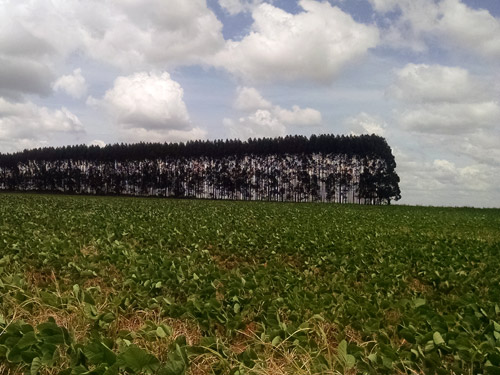 Lavoura feita especialmente para a solenidade apresenta boa evolução (Débora Fabrício/Canal Rural)