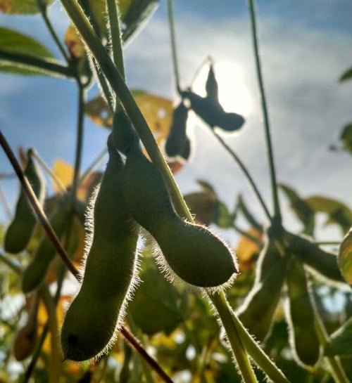 Expansão da área de soja em GO eleva estimativa da safra 2025/26, aponta StoneX