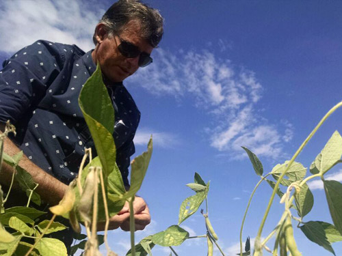 O produtor Jaime Morais torce para a chuva diminuir um pouco a quebra de sua safra (Fernanda Farias/Canal Rural)