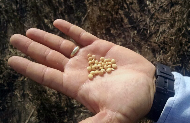 Rio Grande do Sul inicia a colheita da soja e produtividade mostra perdas