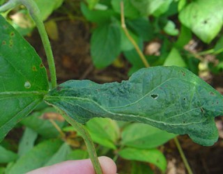 Maurício Meyer/Embrapa Soja