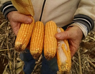 Fernanda Farias/Canal Rural