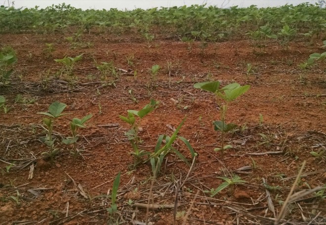 Falta de chuvas prejudicou o desenvolvimento das lavouras (Manaíra Lacerda/Canal Rural)
