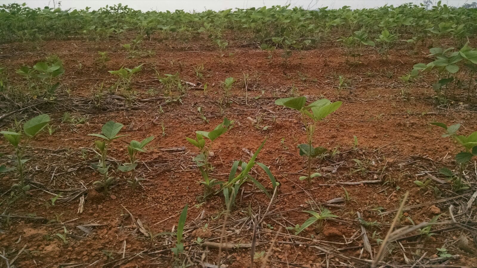Chuvas irregulares atrasam plantio da safra de verão em parte do país