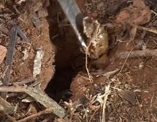 Ataque de lesmas preocupa produtores em Sorriso (MT)