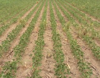 Artigo: Panorama do início de safra em Mato Grosso