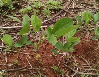 Manaíra Lacerda/Canal Rural