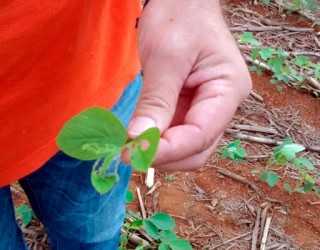 Pedro Silvestre/Canal Rural