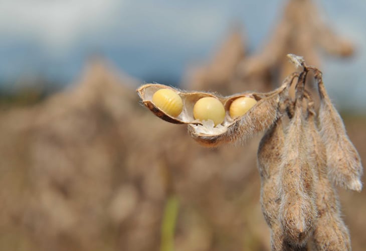 Estado brasileiro deve registrar crescimento de 4% na safra de soja 25/26; saiba qual
