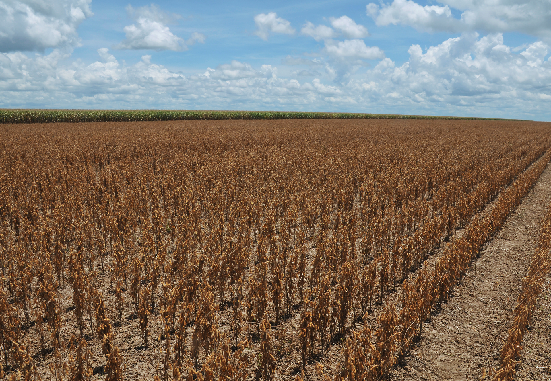 Brasil bate recorde na venda interna de soja