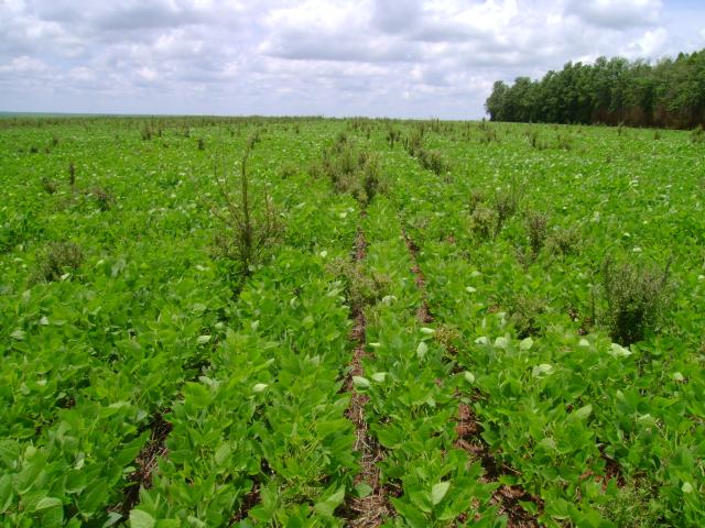 Gastos com plantas daninhas podem ficar 400% mais altos