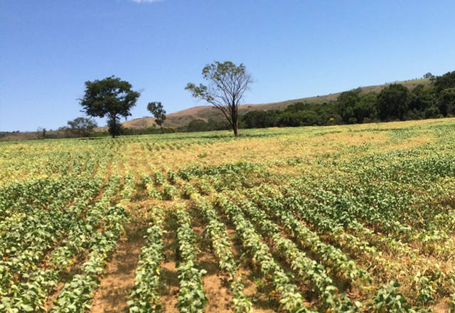 Saiba a hora certa para plantar sua soja