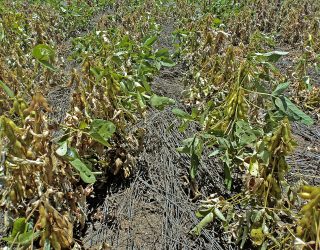 Foto: Áureo Lautmann