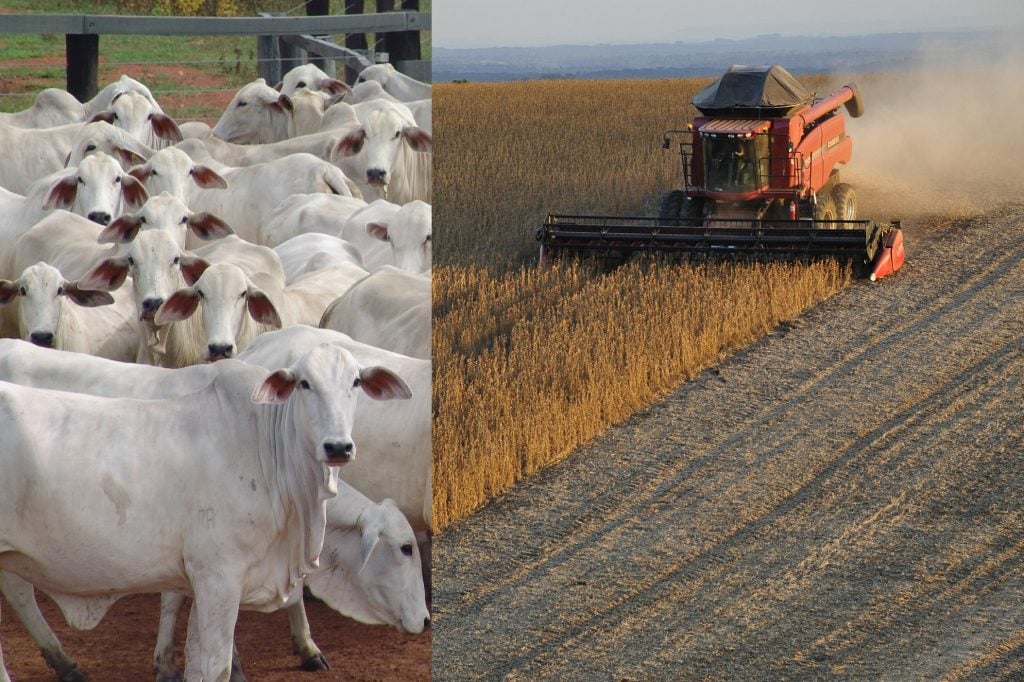 Soja Vale Mais Que O Boi Para O Brasil Canal Rural 