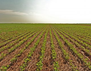 O Matopiba está mesmo no limite de expansão de área?