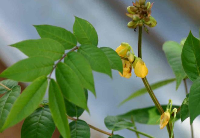 Planta daninha deve ser monitorada nesta safra de soja