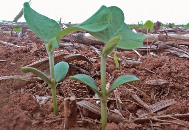 Cotilédones: indicativo do bom desenvolvimento da soja