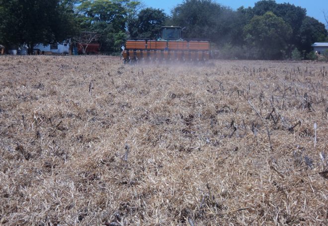 Cobertura do solo após cultivo de milho solteiro