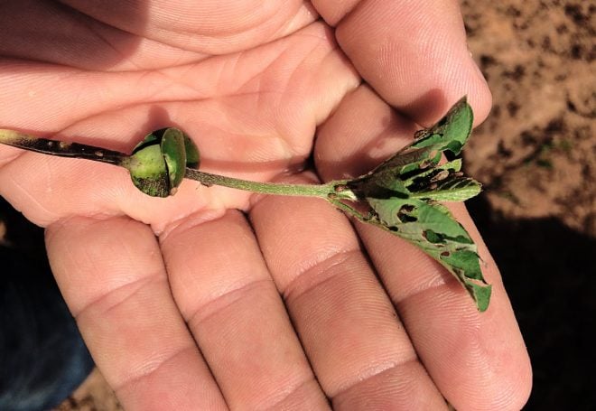 Lagartas atacam e obrigam sojicultores a replantar