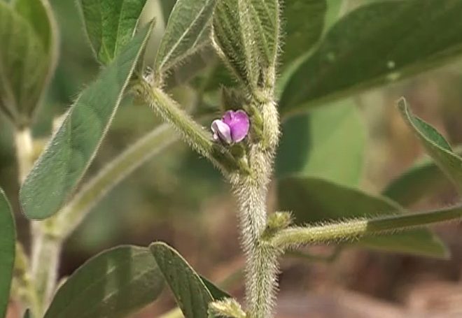 Variação de temperatura atrasa desenvolvimento da soja